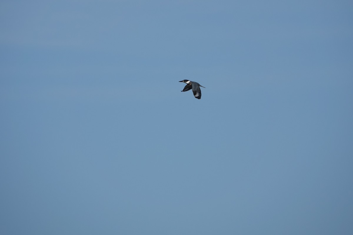 Belted Kingfisher - ML496754681