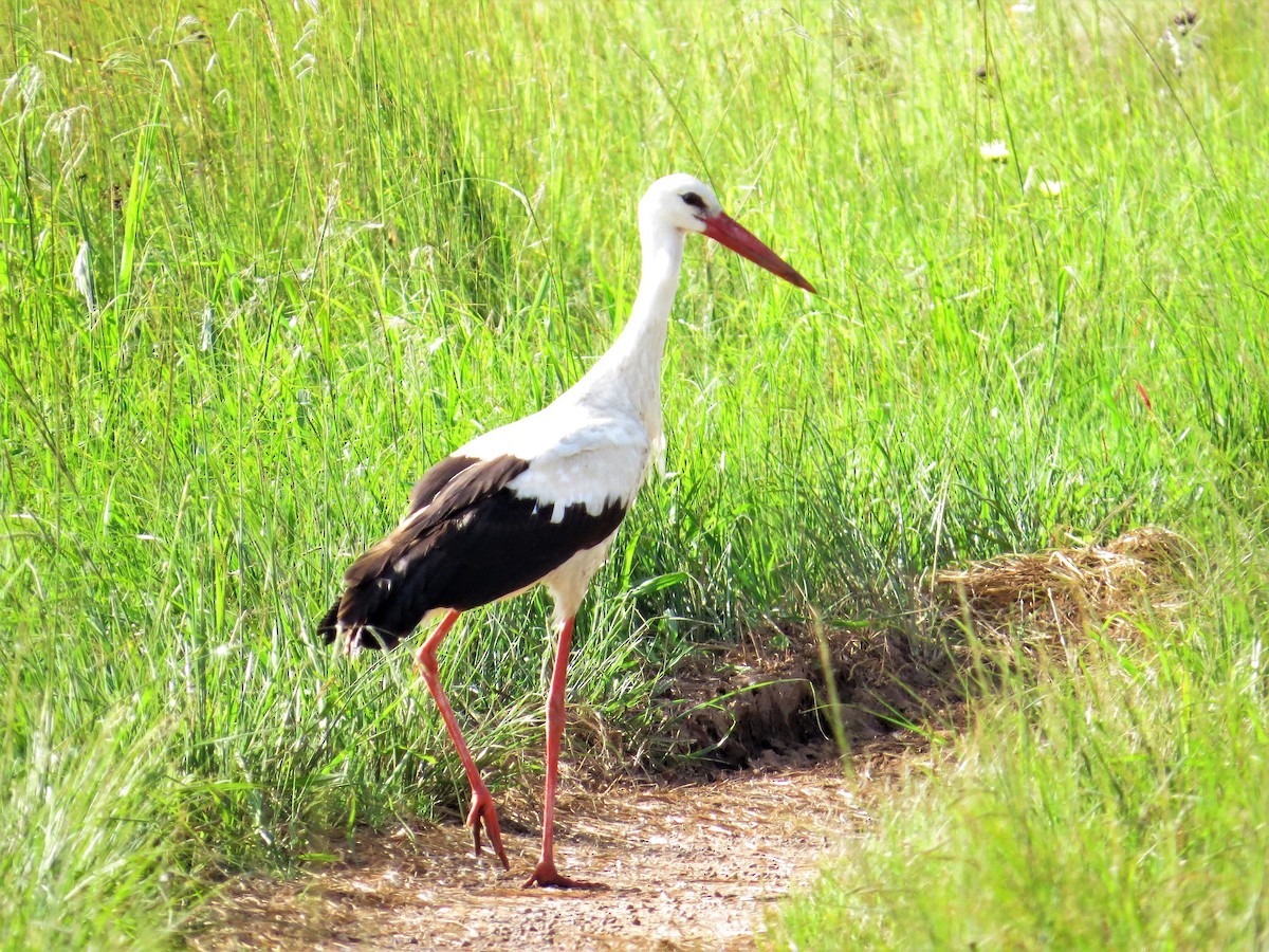 White Stork - Henry Stevens