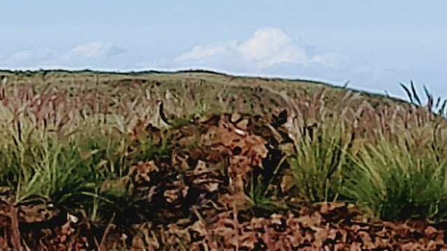 halsbåndfrankolin (henrici gr.) - ML496760621