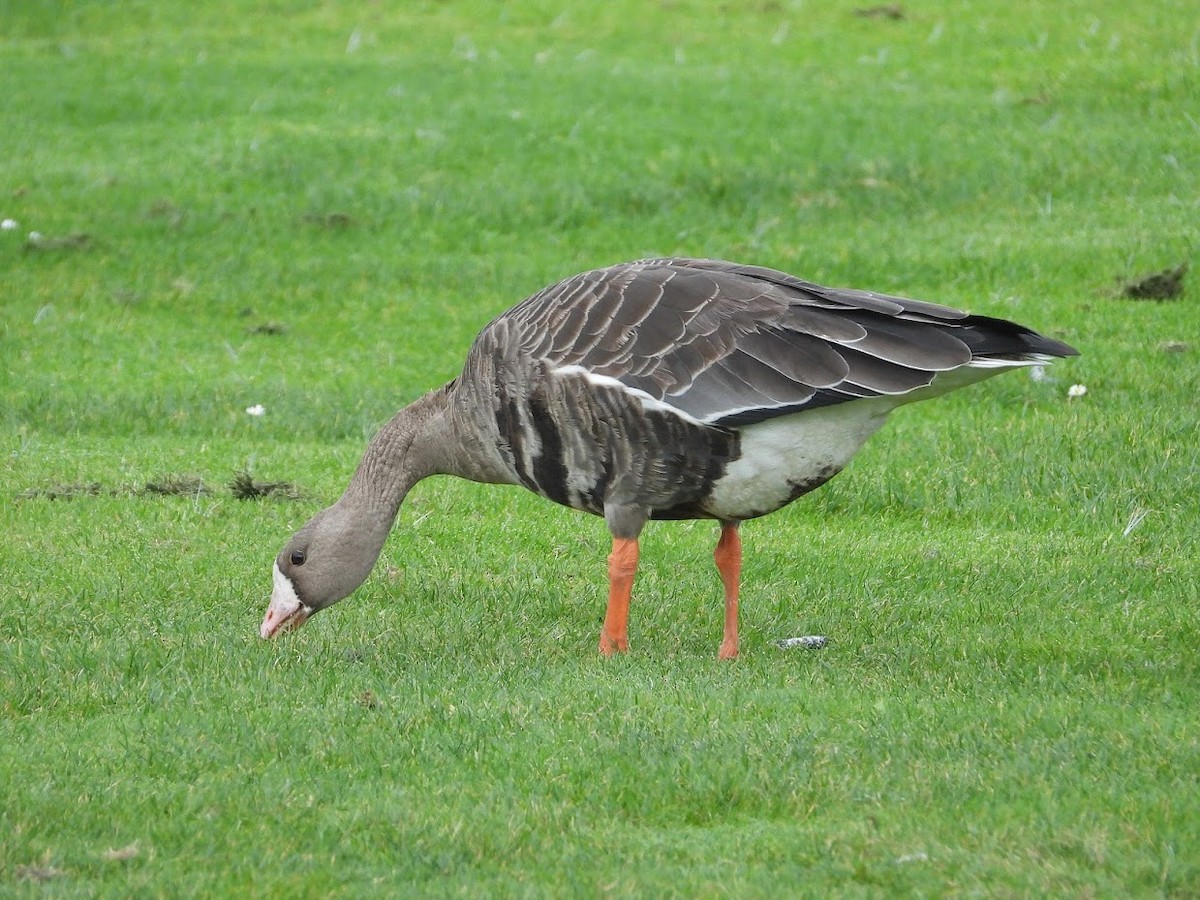 Greater White-fronted Goose - ML496764861