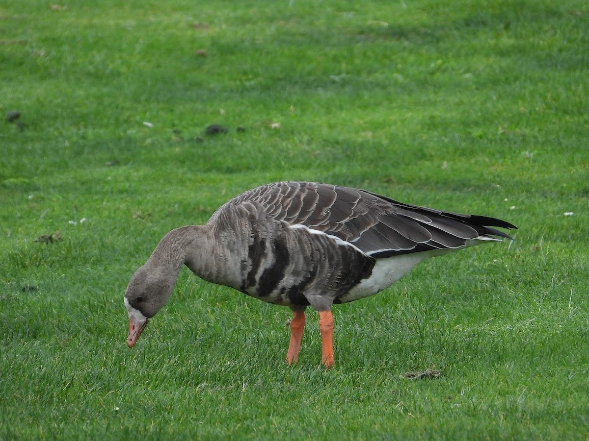 Greater White-fronted Goose - ML496764921
