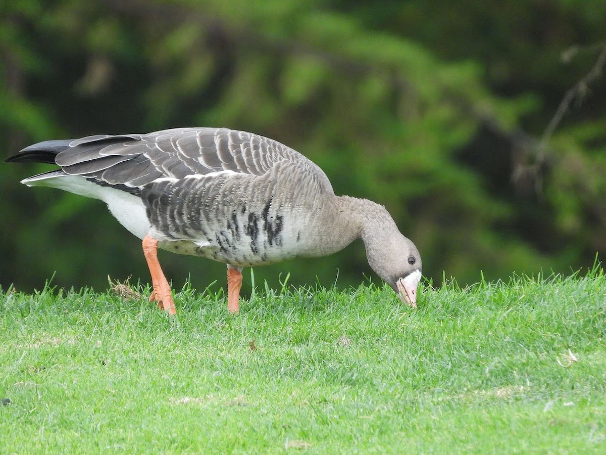 Greater White-fronted Goose - ML496765021