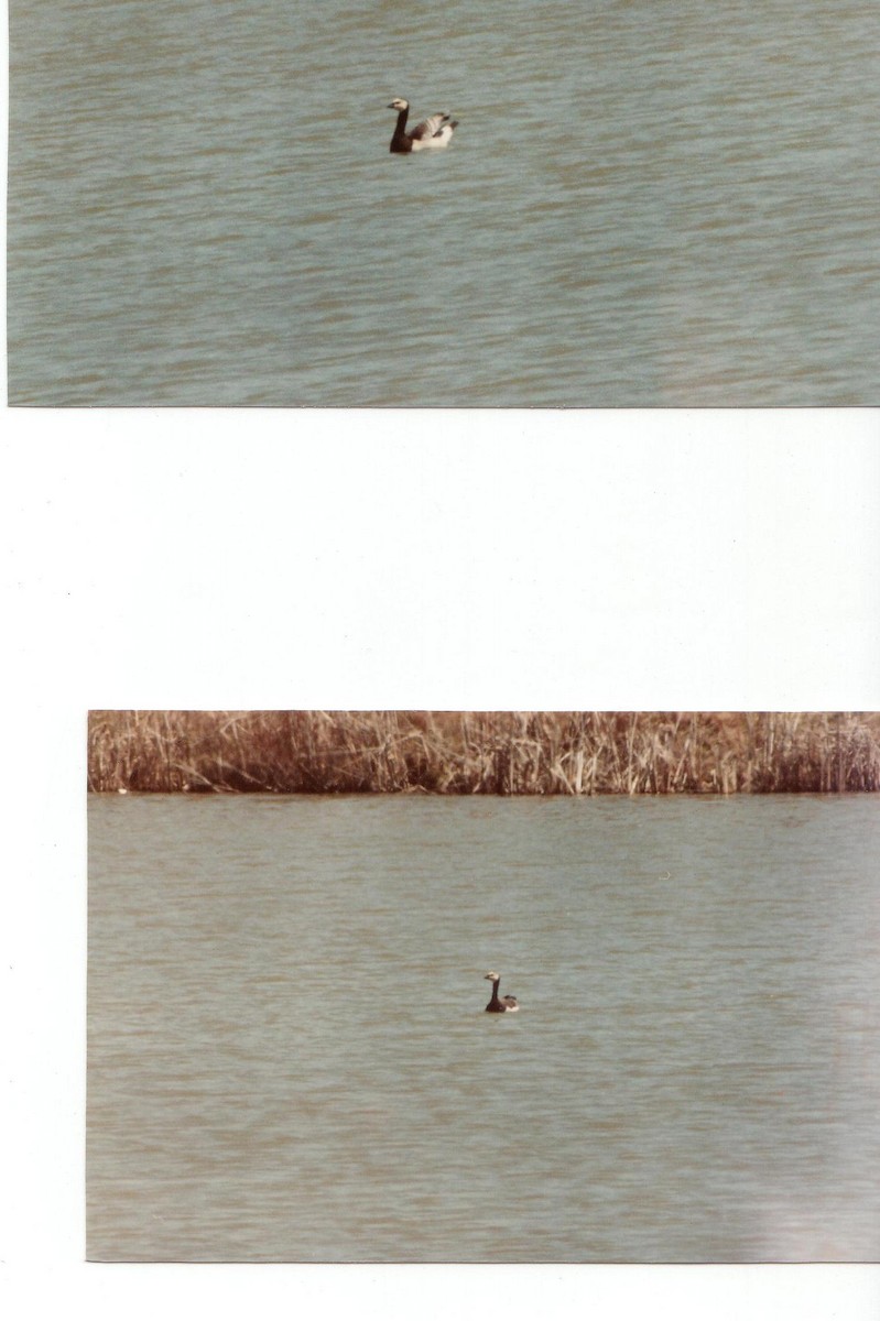 Barnacle Goose - OFNC eBird