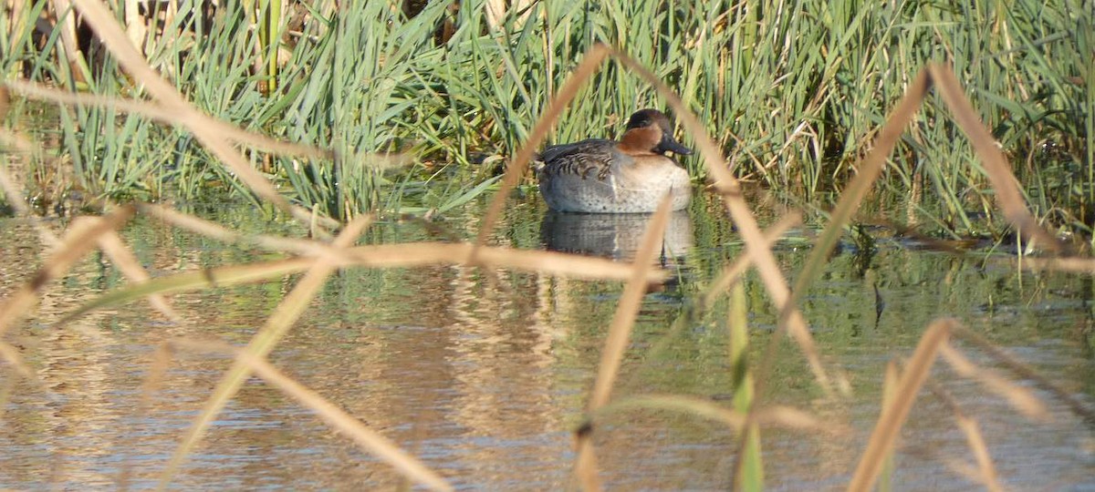 Green-winged Teal - ML496767091