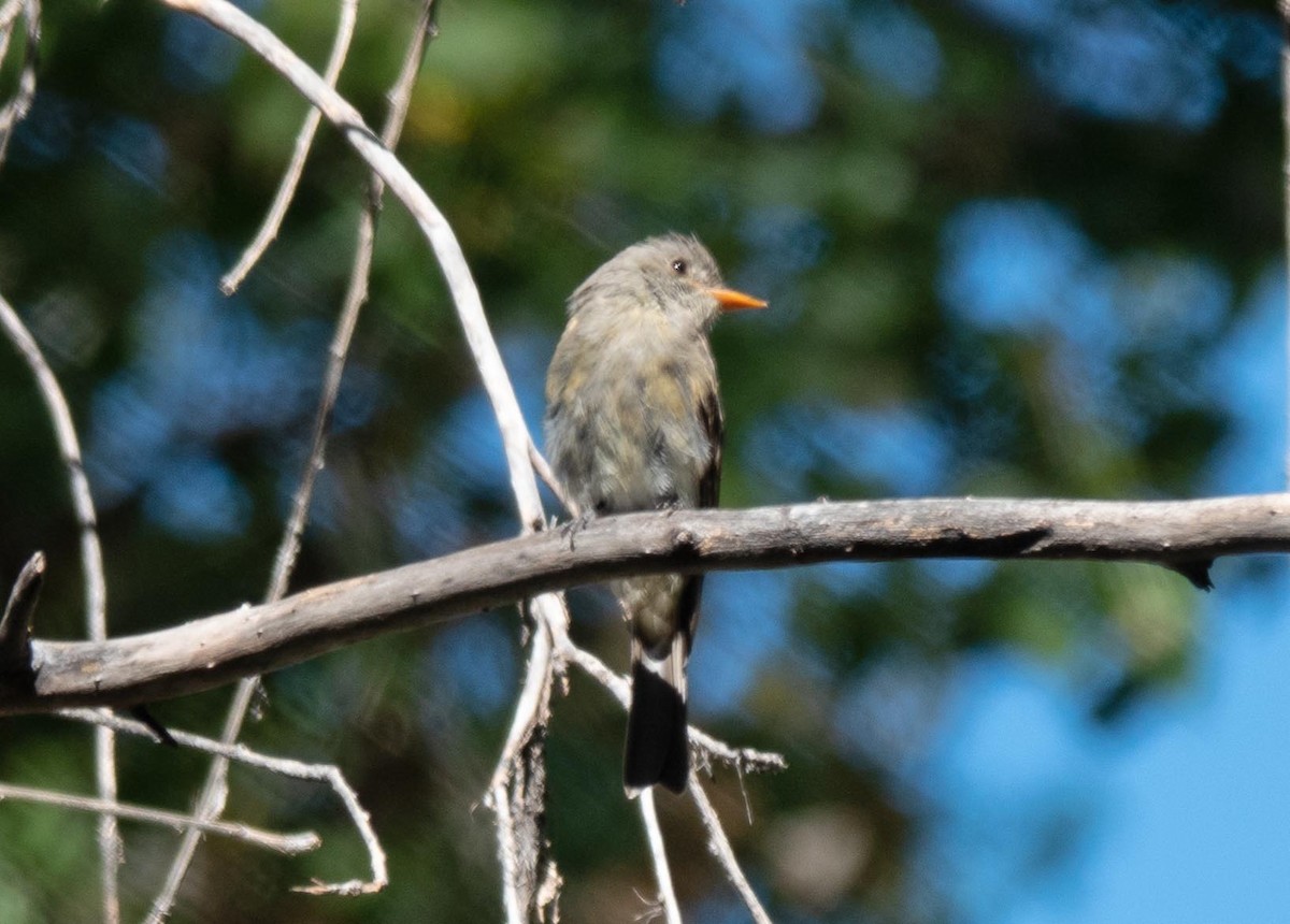 Greater Pewee - ML496769021