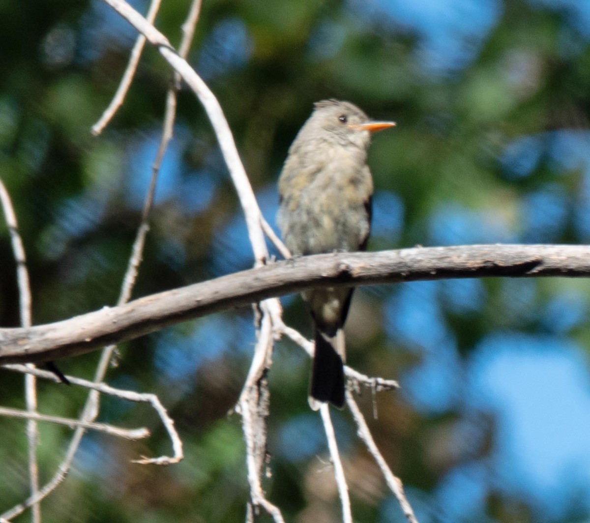 Greater Pewee - ML496769301