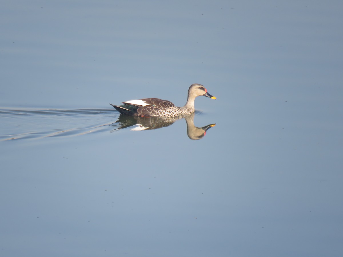 Indian Spot-billed Duck - Tara Rajendran