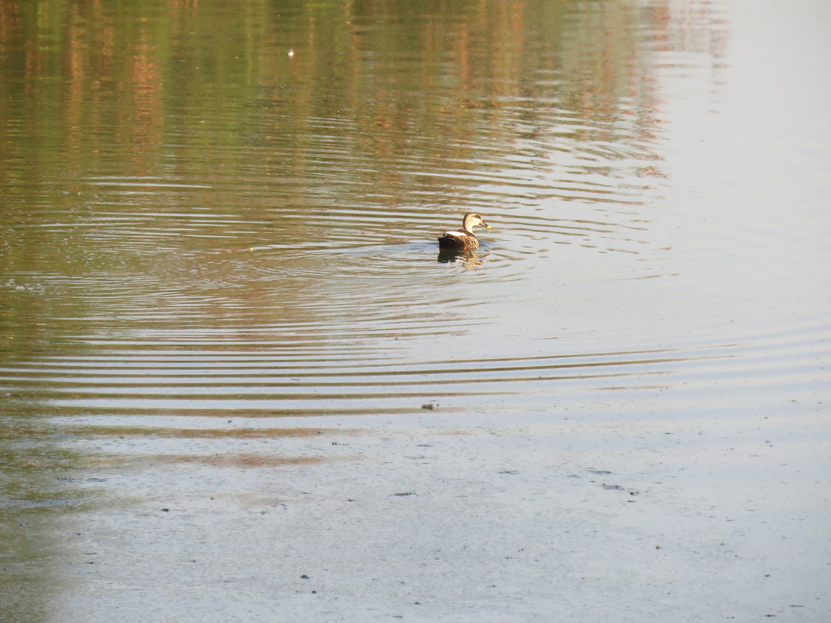 Indian Spot-billed Duck - ML49677161