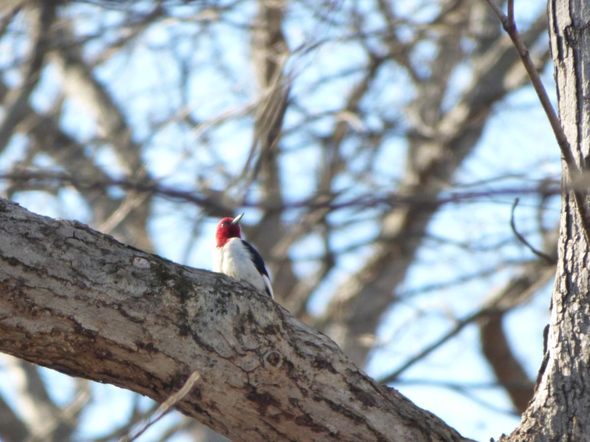 Red-headed Woodpecker - ML496776291