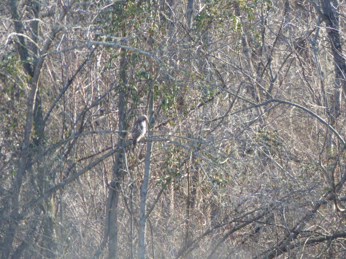 Red-tailed Hawk (borealis) - ML496776671