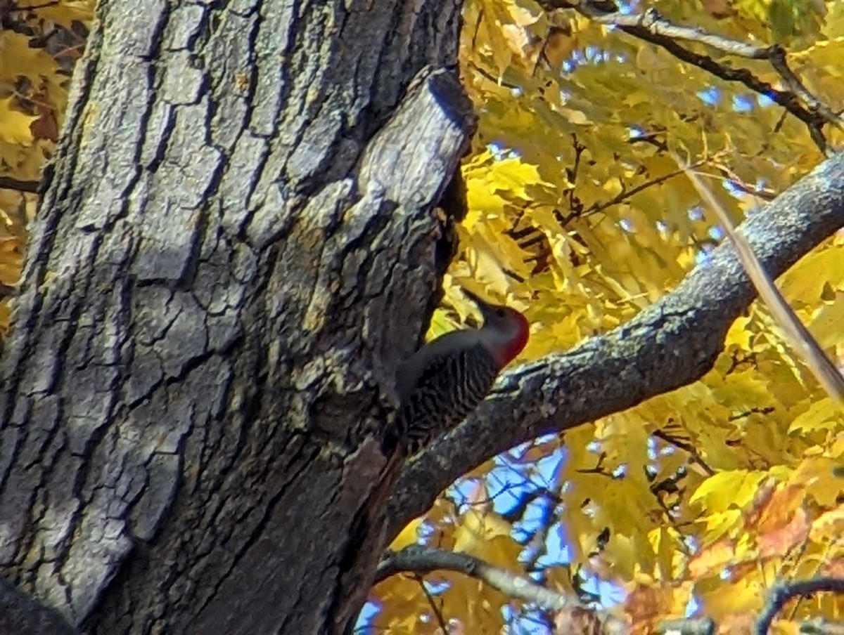 Red-bellied Woodpecker - ML496787621