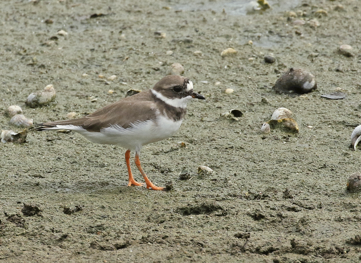 Common Ringed Plover - Dave Bakewell
