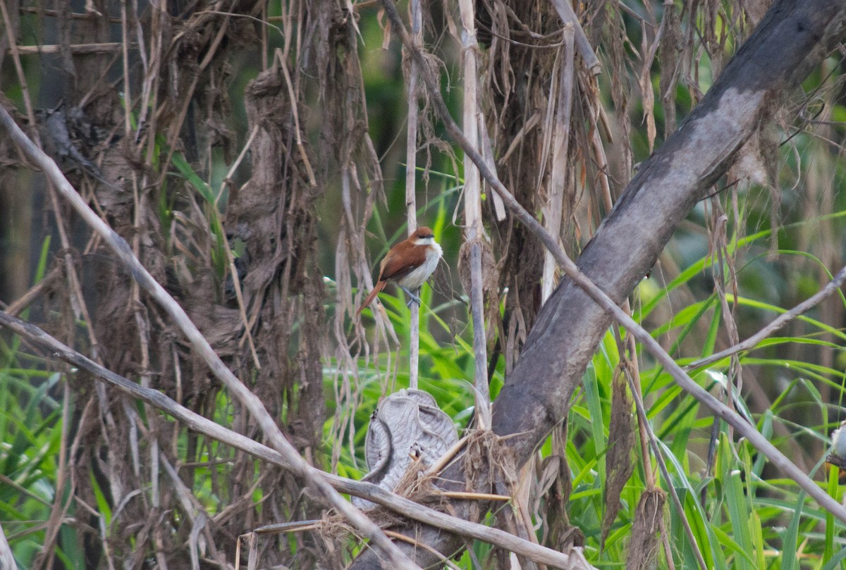 Red-and-white Spinetail - ML496799351