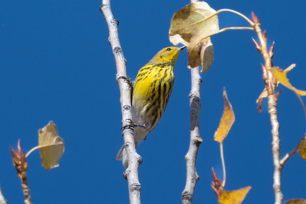 Cape May Warbler - ML496800821