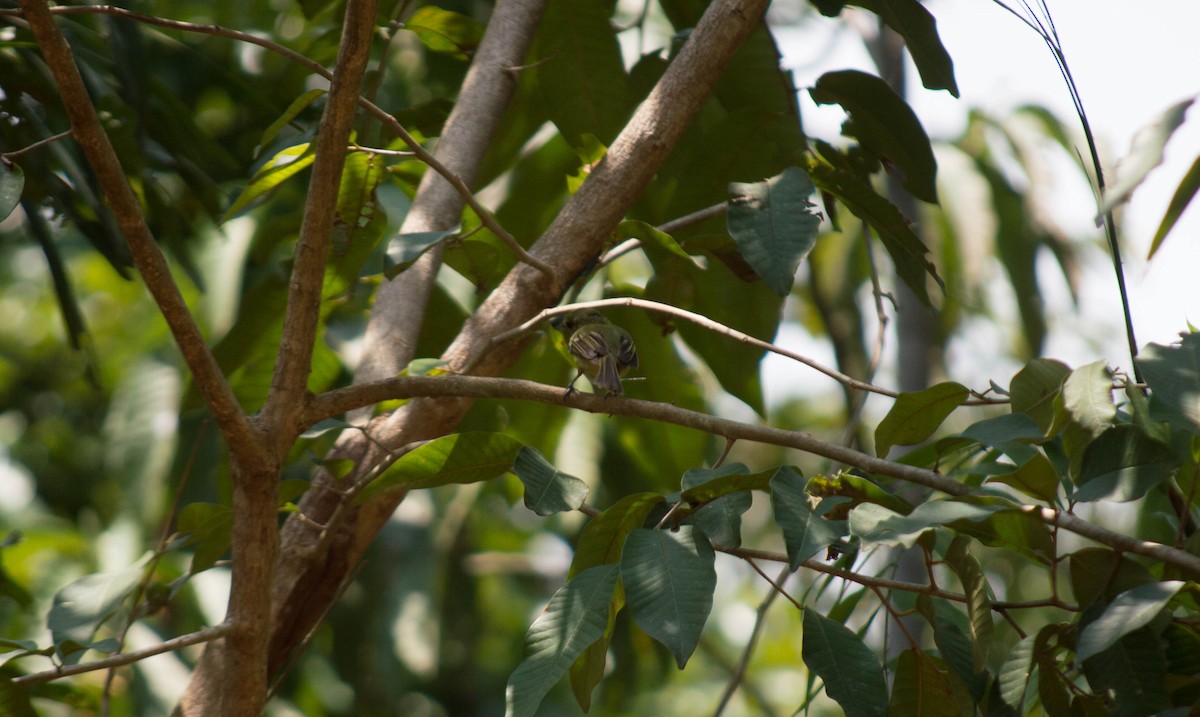 Olive-faced Flatbill - ML496801731