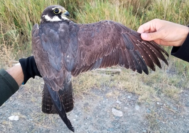 Undergoing Definitive Prebasic Molt (subspecies <em class="SciName notranslate">subbuteo</em>). - Eurasian Hobby - 