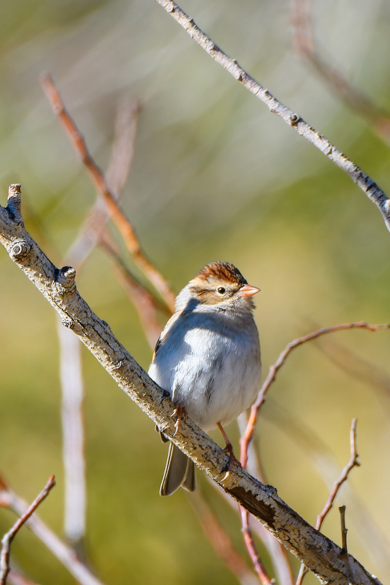 Chipping Sparrow - ML496802211
