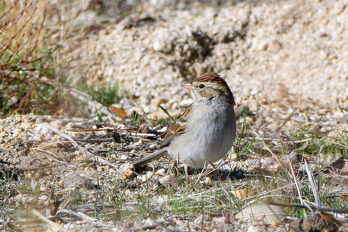 Chipping Sparrow - ML496802281