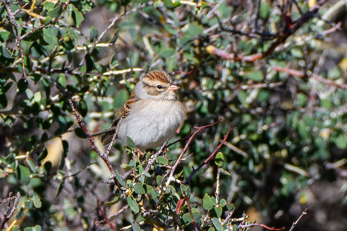 Chipping Sparrow - ML496803961