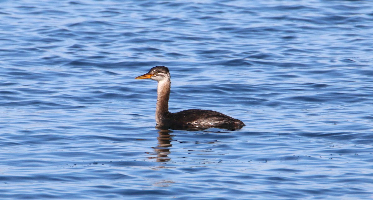 Red-necked Grebe - ML496805941
