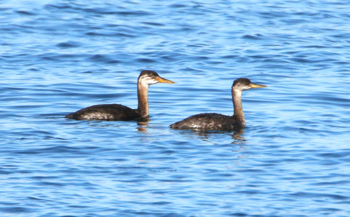 Red-necked Grebe - ML496809301