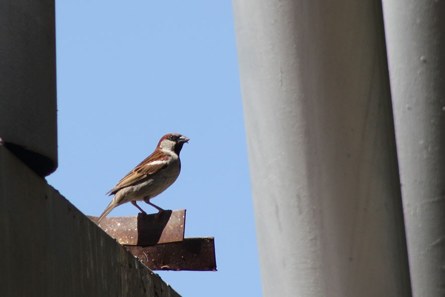 House Sparrow - ML496819531