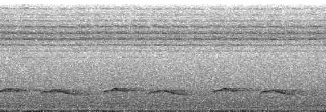 Зозуля-довгохвіст гірська (підвид patulus) - ML49682