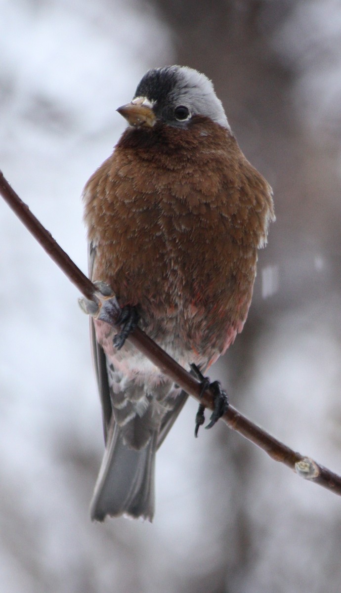 Gray-crowned Rosy-Finch - ML49682131