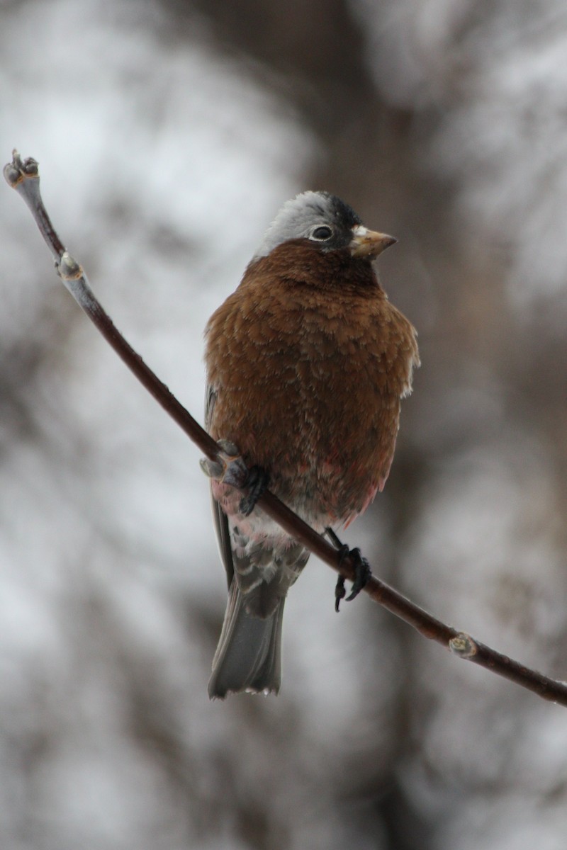 Gray-crowned Rosy-Finch - ML49682151