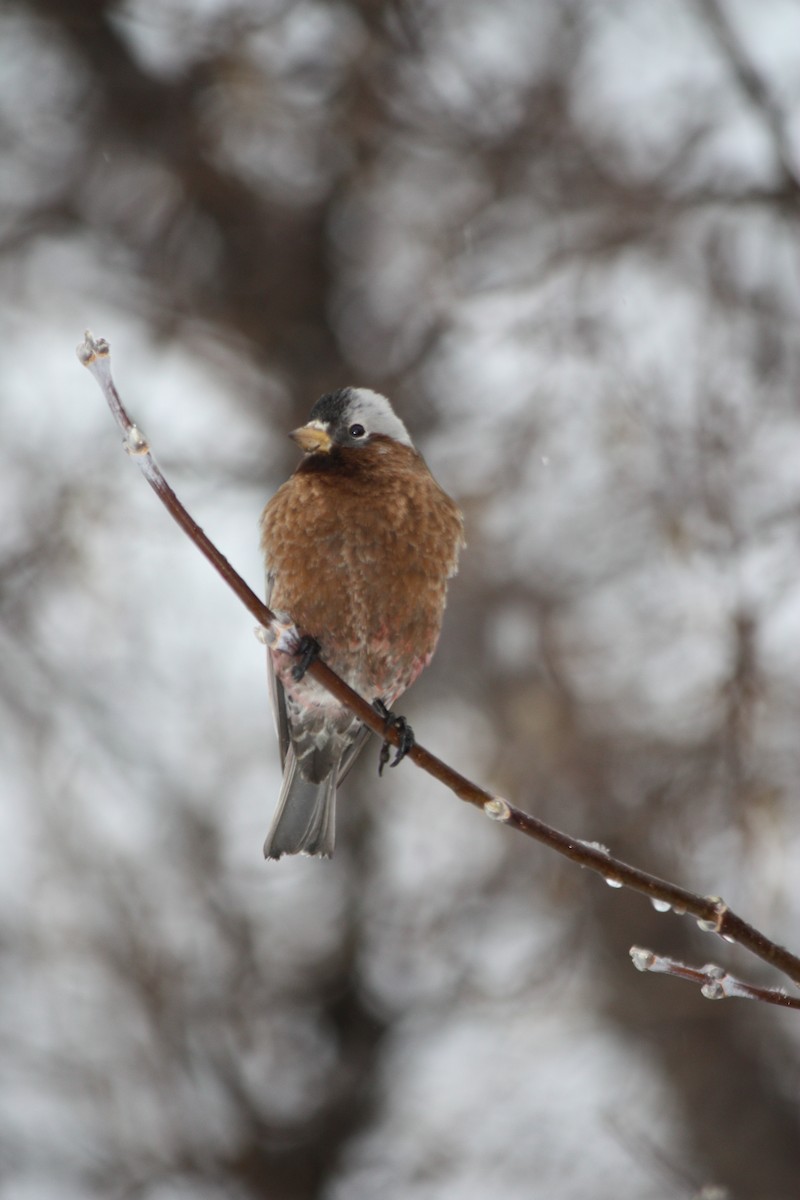 Gray-crowned Rosy-Finch - ML49682161