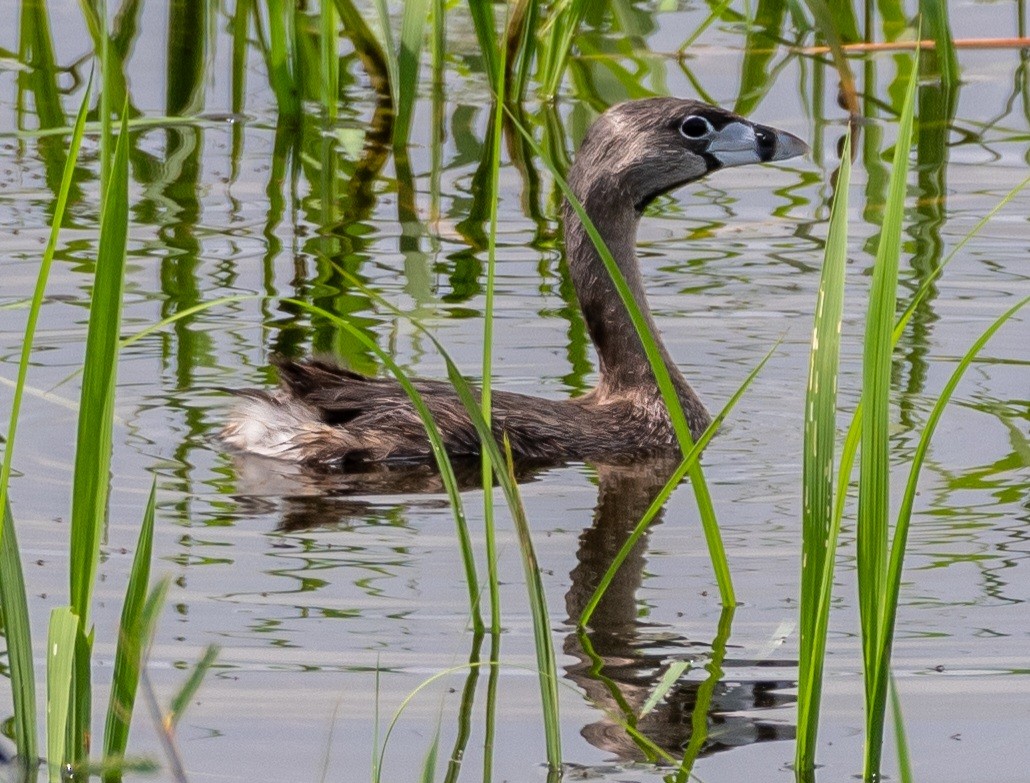 Pied-billed Grebe - Andres Paniagua