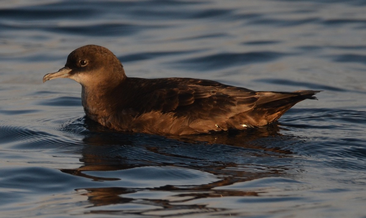 Short-tailed Shearwater - Andrew Jacobs