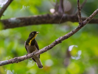  - Yellow-throated Cuckoo