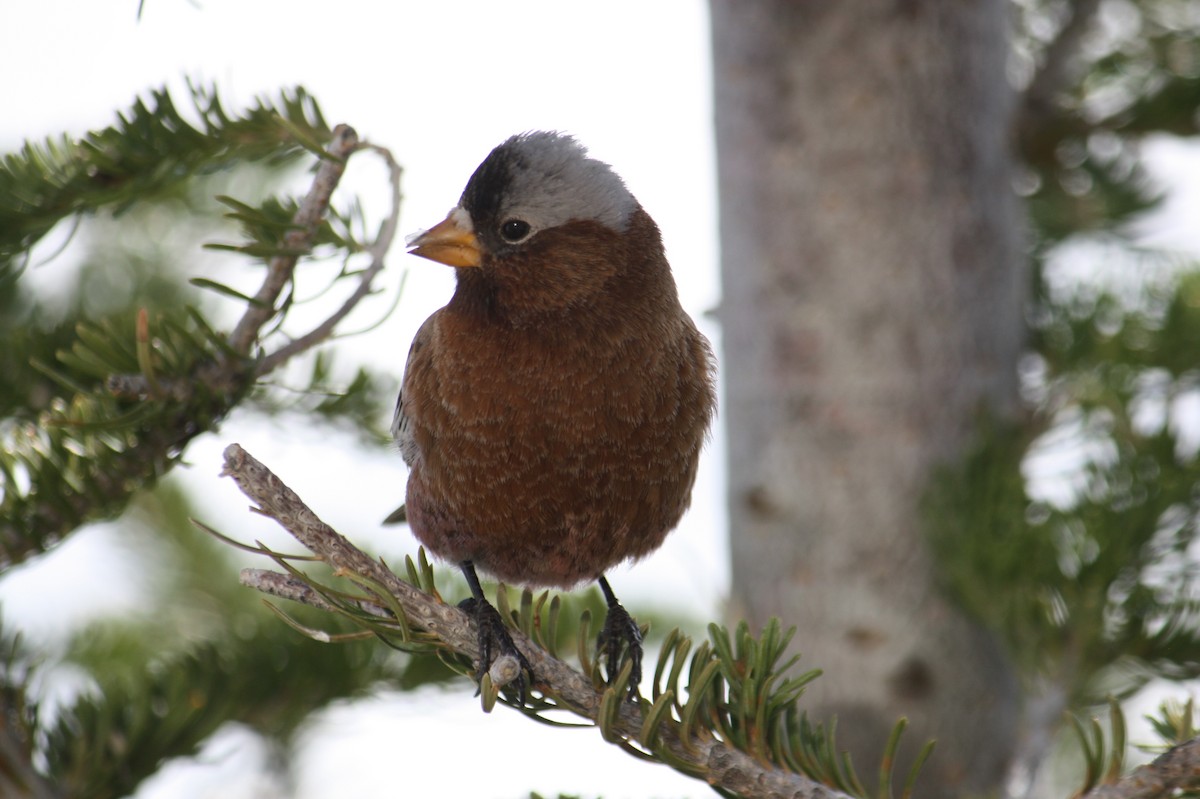 Gray-crowned Rosy-Finch - ML49683091