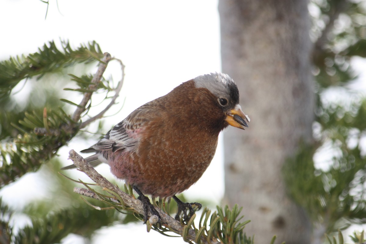 Gray-crowned Rosy-Finch - ML49683101
