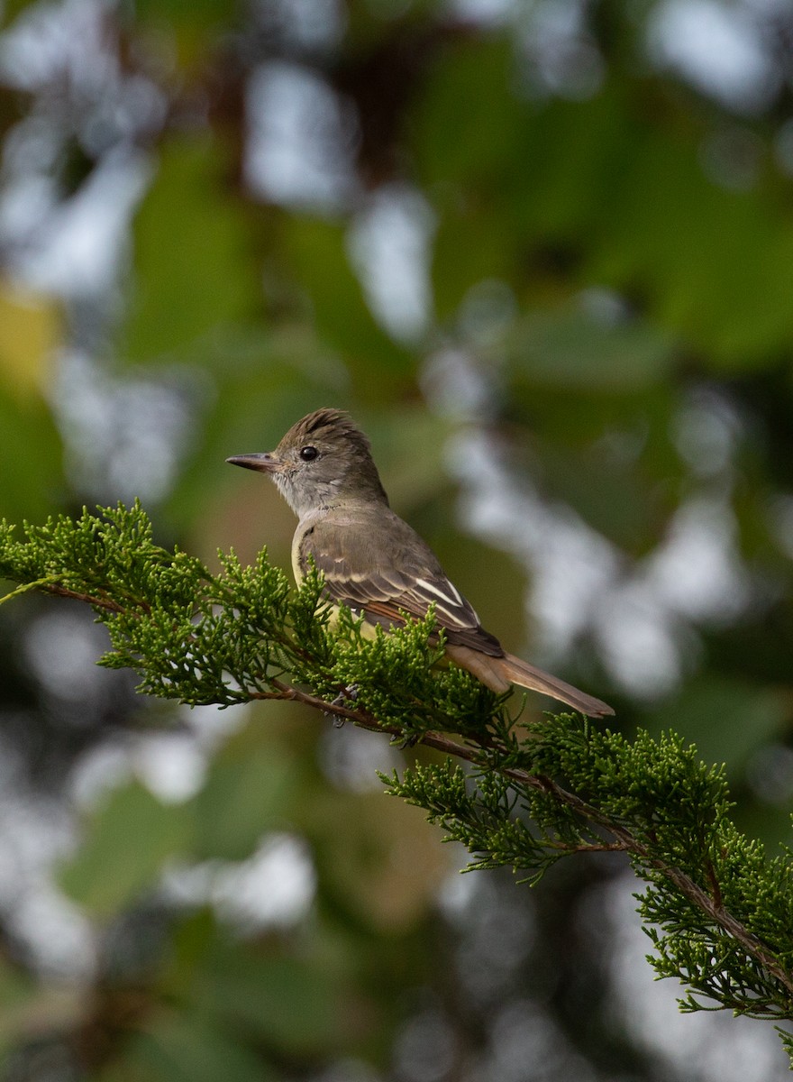 Great Crested Flycatcher - ML496838961