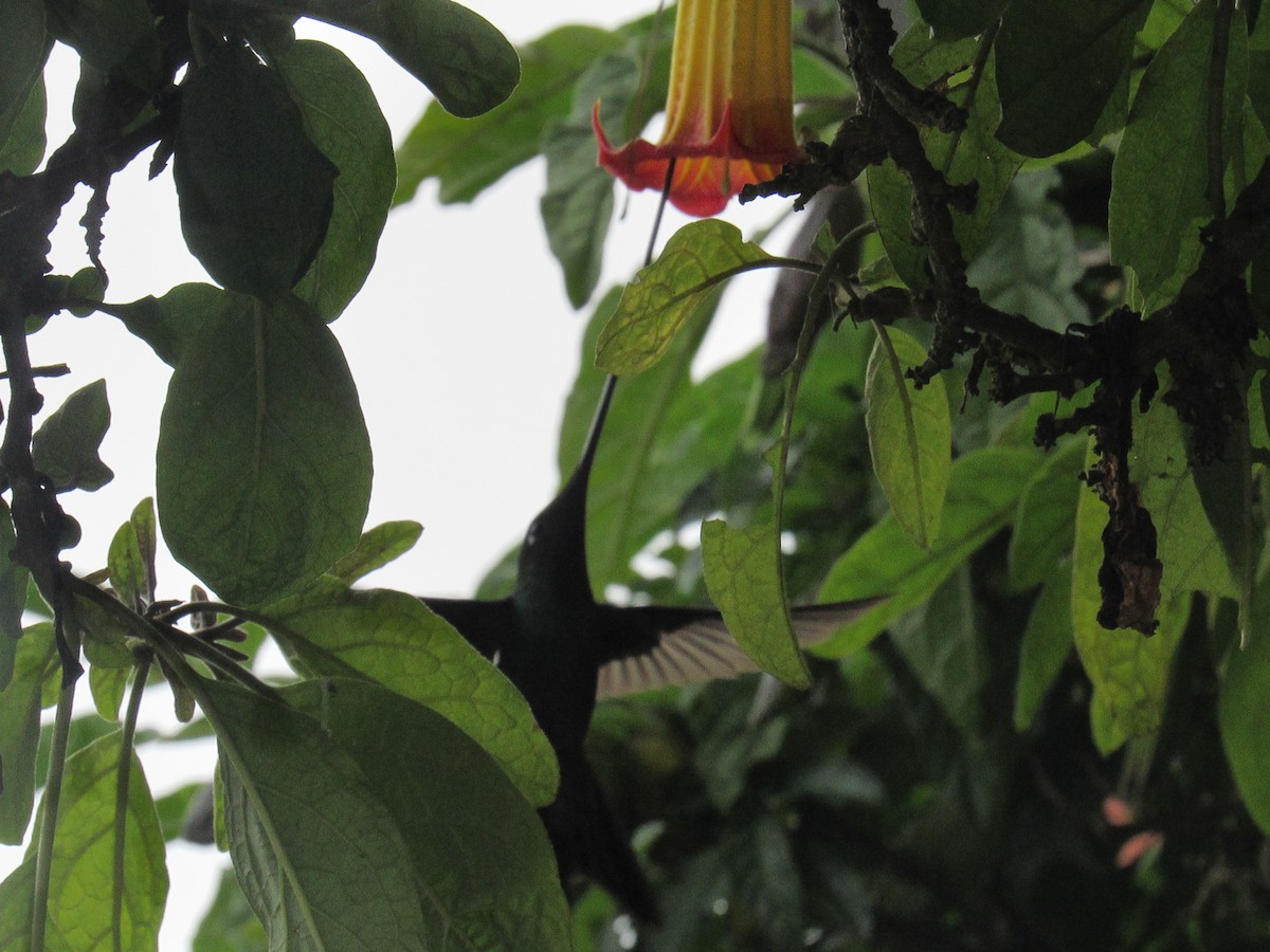 Sword-billed Hummingbird - Luis Moreno