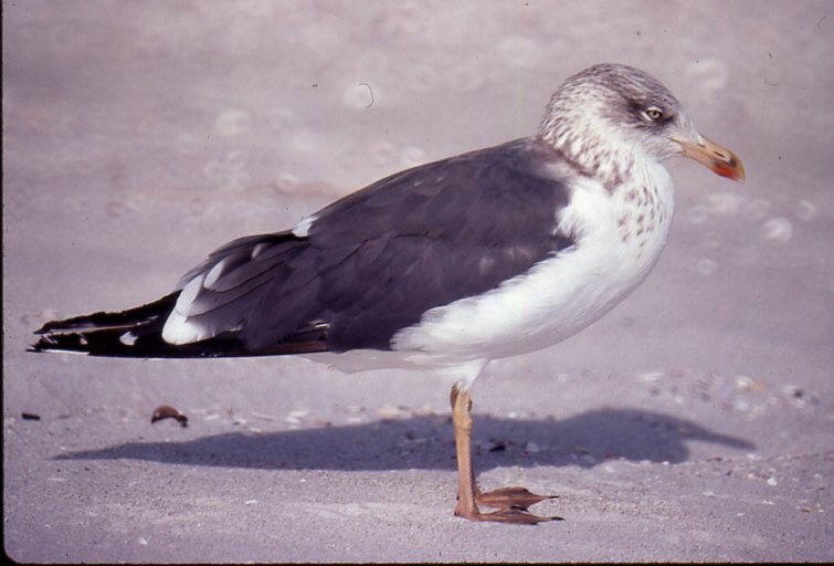 Lesser Black-backed Gull - ML49684451