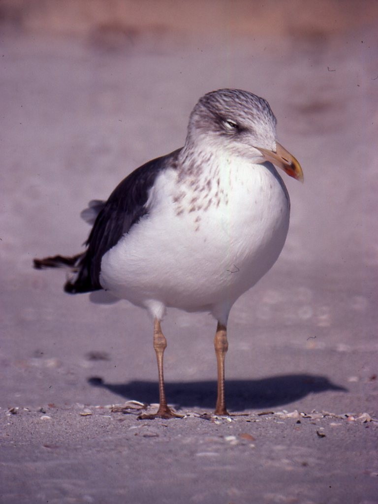 Lesser Black-backed Gull - ML49684461