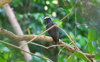 White-crowned Pigeon, ML49685371