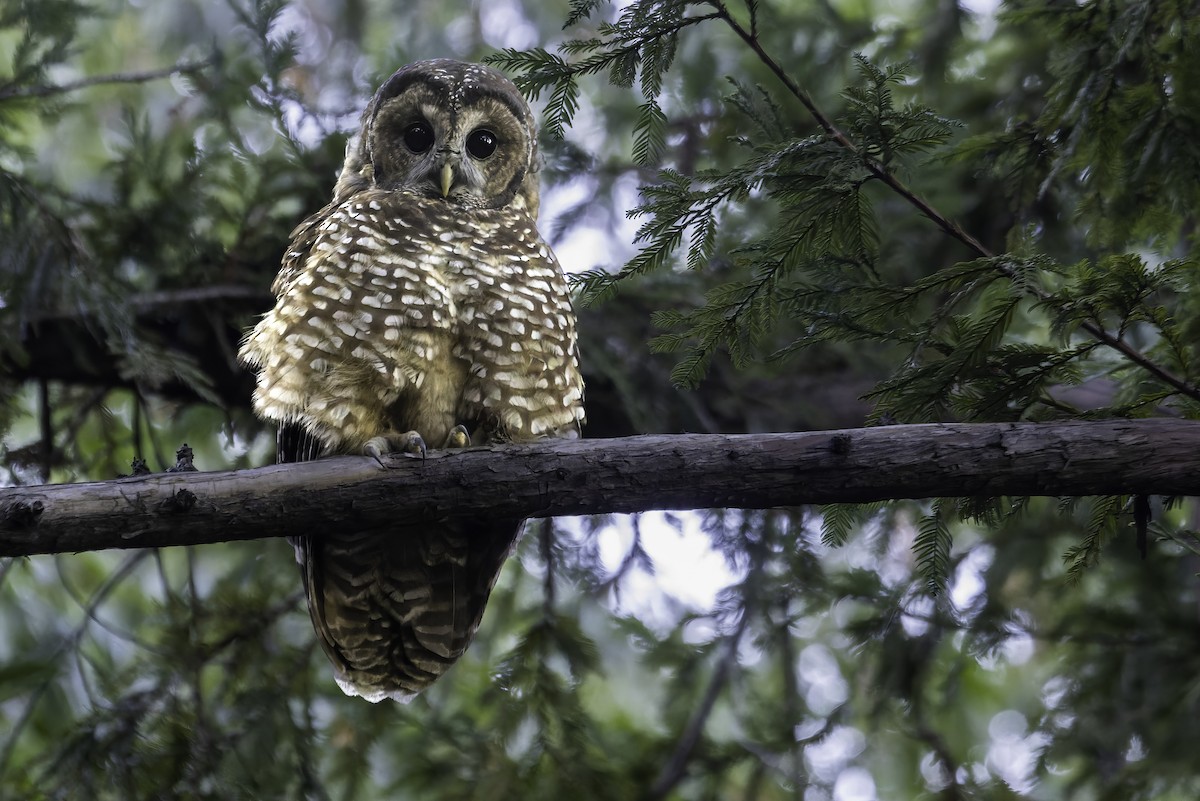 Spotted Owl (Northern) - ML496856871