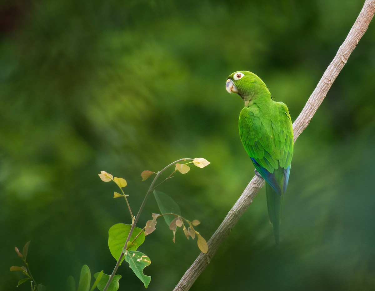 Olive-throated Parakeet - Diego Rodríguez C.