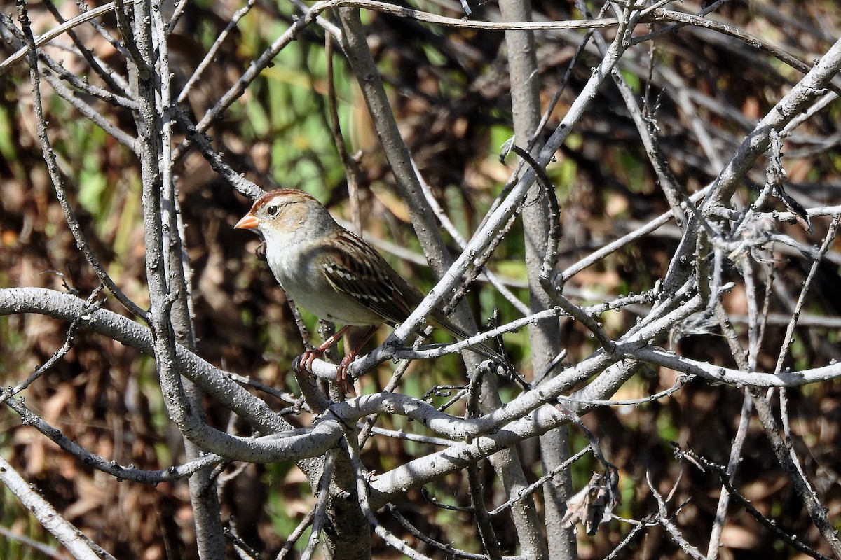 EBird Checklist - 23 Oct 2022 - Sawgrass Trail Head At Atlantic Blvd ...