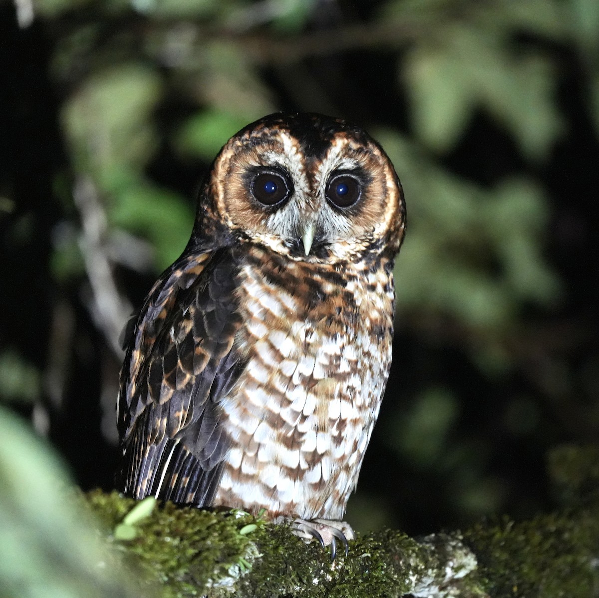 Rufous-banded Owl - ML496864771