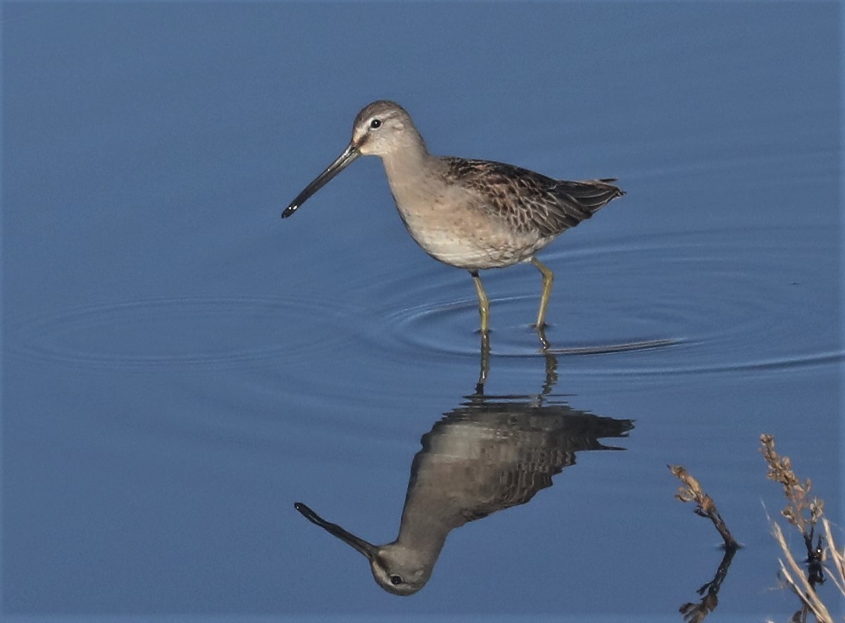 Long-billed Dowitcher - ML496865681