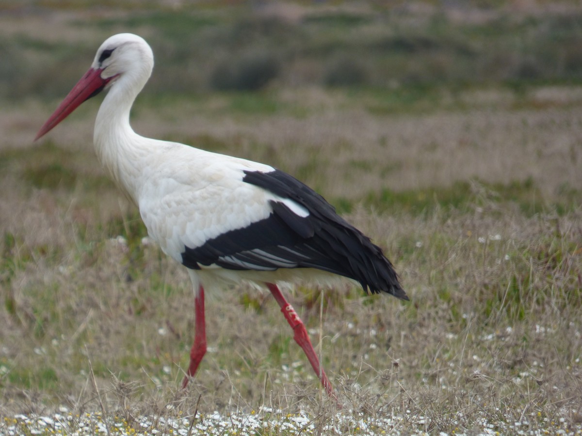 White Stork - Lars Gonçalves