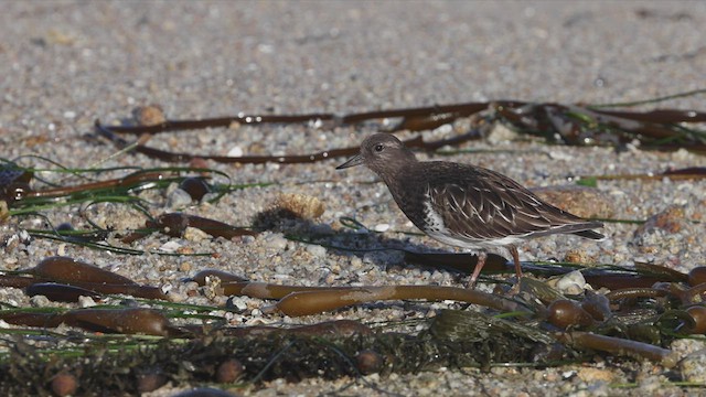 Black Turnstone - ML496866301