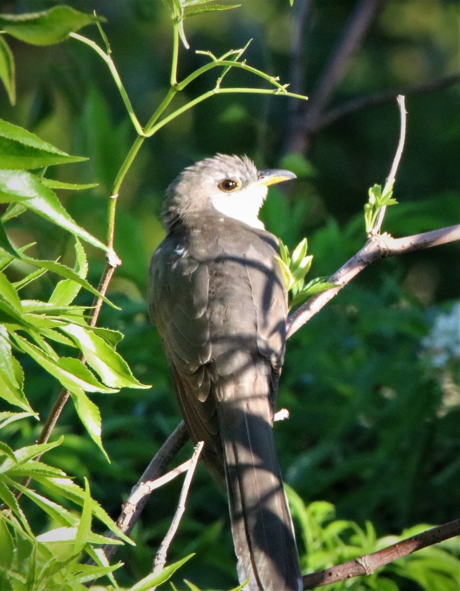 eBird Checklist 23 Oct 2022 Oakland Nature Preserve 44 species