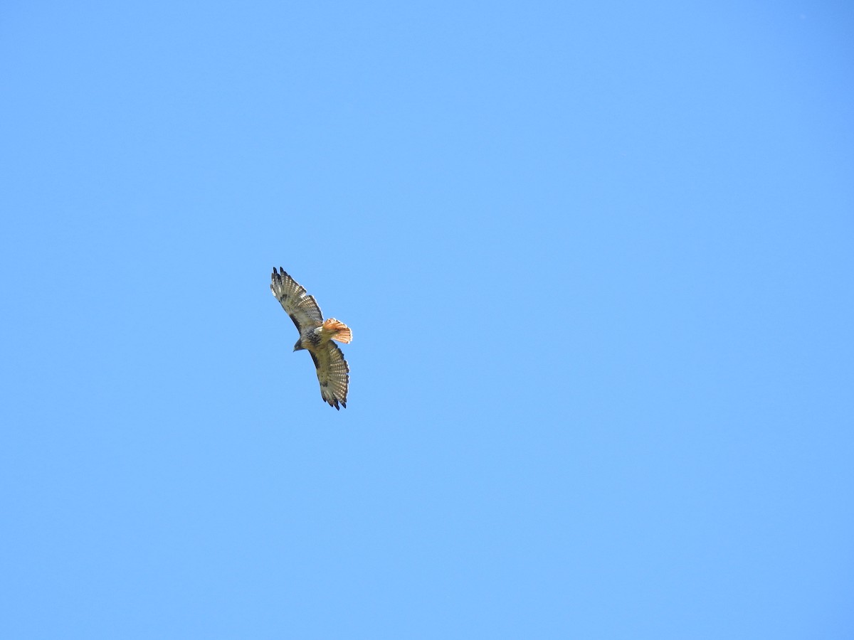 Red-tailed Hawk - Nan Dewire