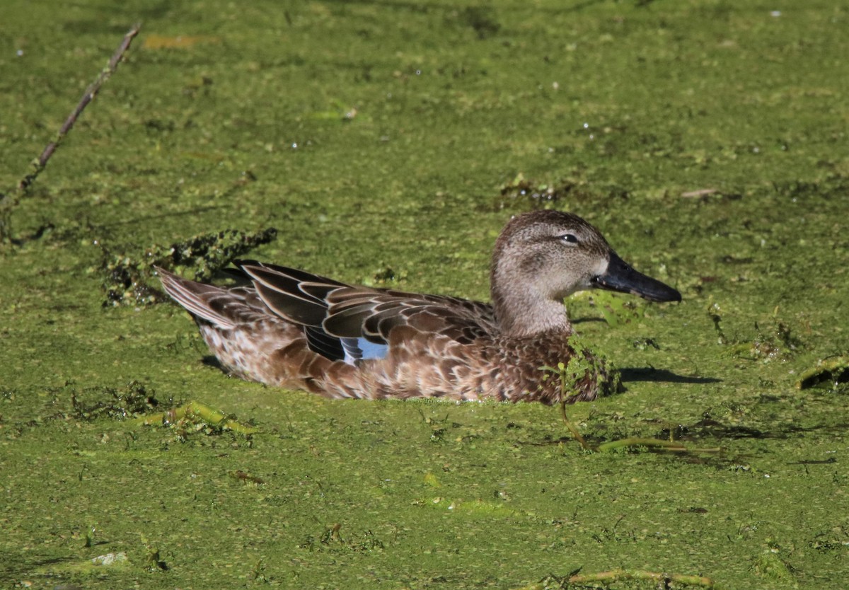 eBird Checklist - 23 Oct 2022 - Lake Apopka Wildlife Drive - 36 species